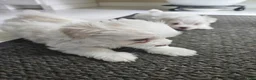 Maltese dogs for sale: Maltese Puppy 2 - Ad 1