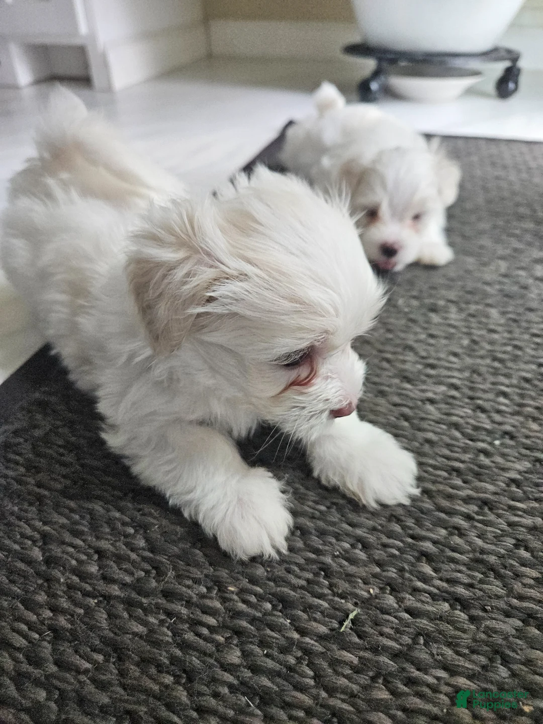 Maltese dogs for sale: Maltese Puppy 2 - Ad 1