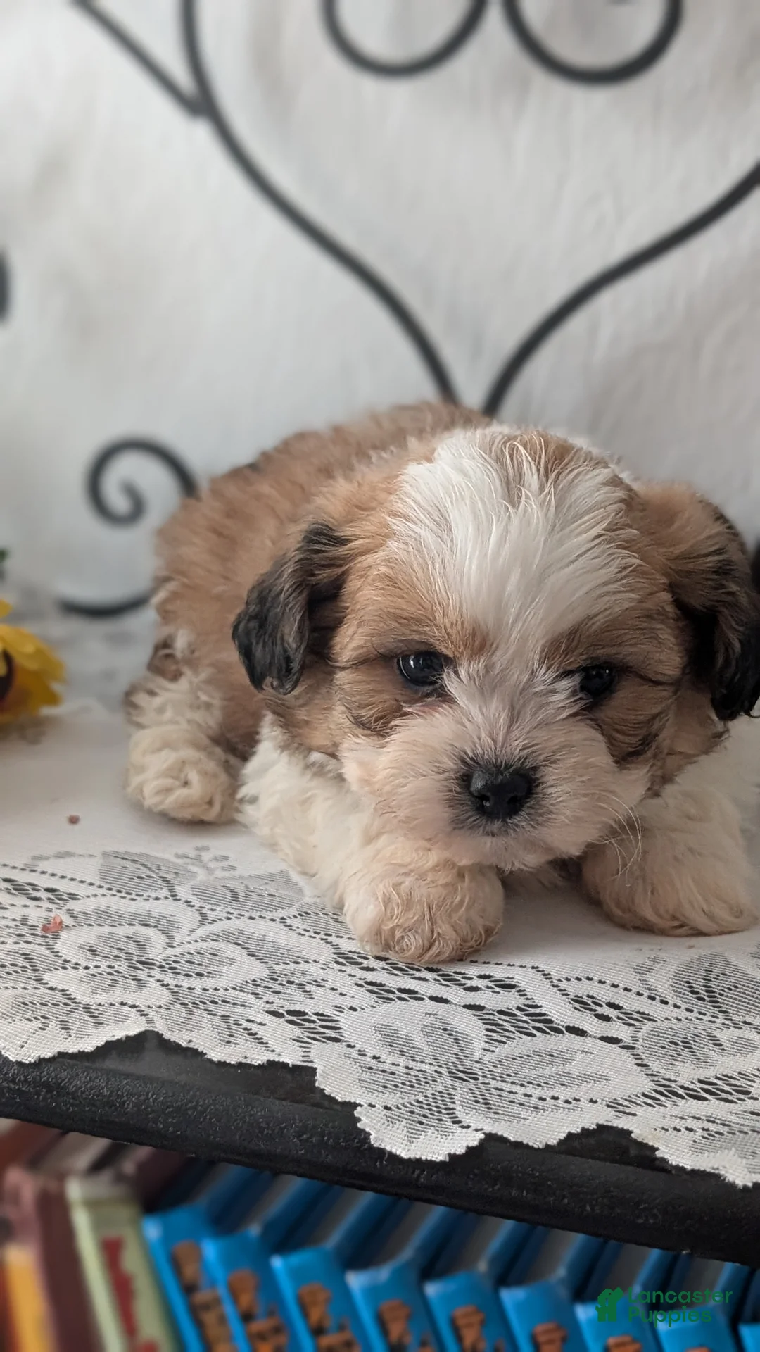 Teddy Bear dogs for sale: Grady - Ad 5