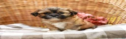 Shih Tzu dogs for sale: Andrell - Ad 4