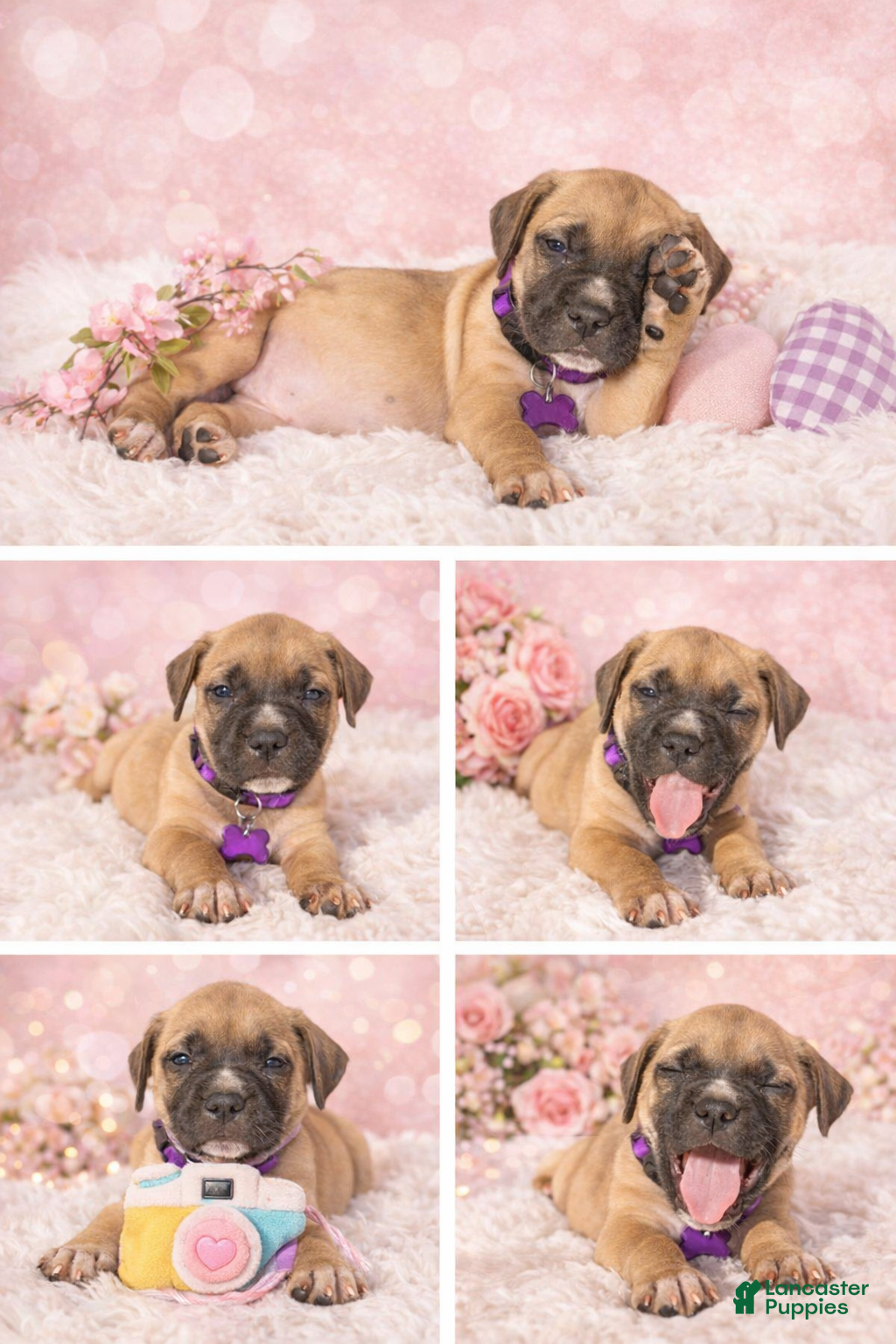 English Mastiff dogs English Mastiff Puppy 9 - Ad 15