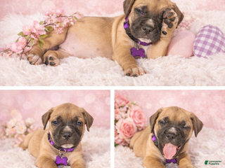 English Mastiff dogs English Mastiff Puppy 9 - Ad 5