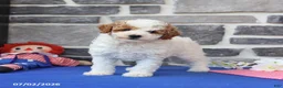 Cavapoo dogs for sale: Raymon - Ad 2