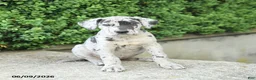 Great Dane dogs for sale: Georgia - Ad 2