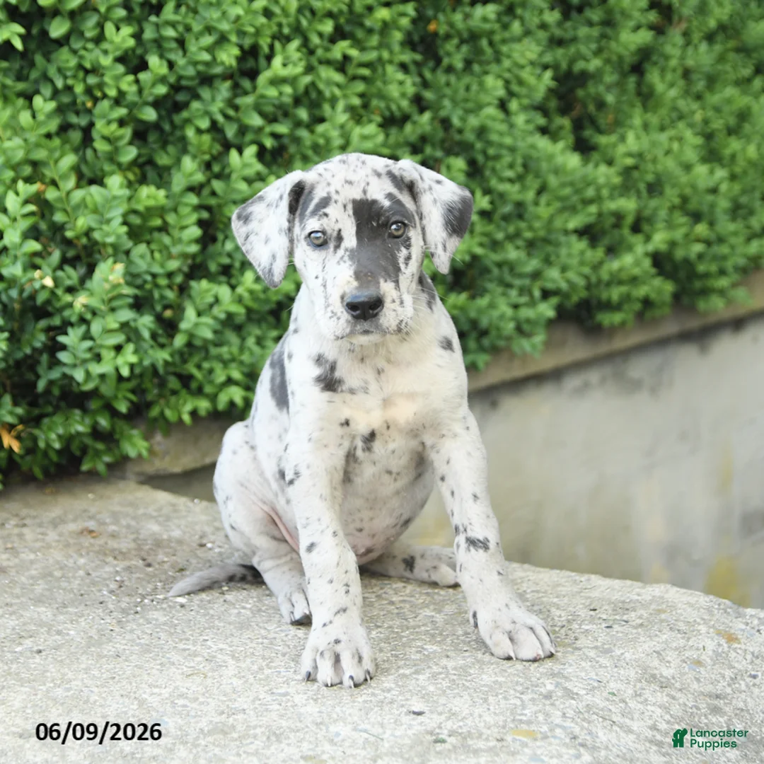 Great Dane dogs for sale: Georgia - Ad 2