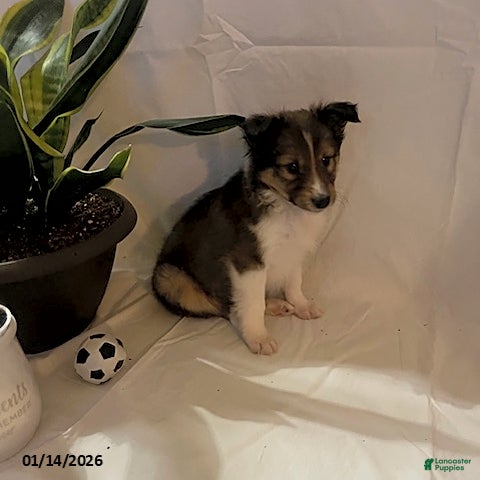 Shetland Sheepdog dogs Andrew - Ad 2