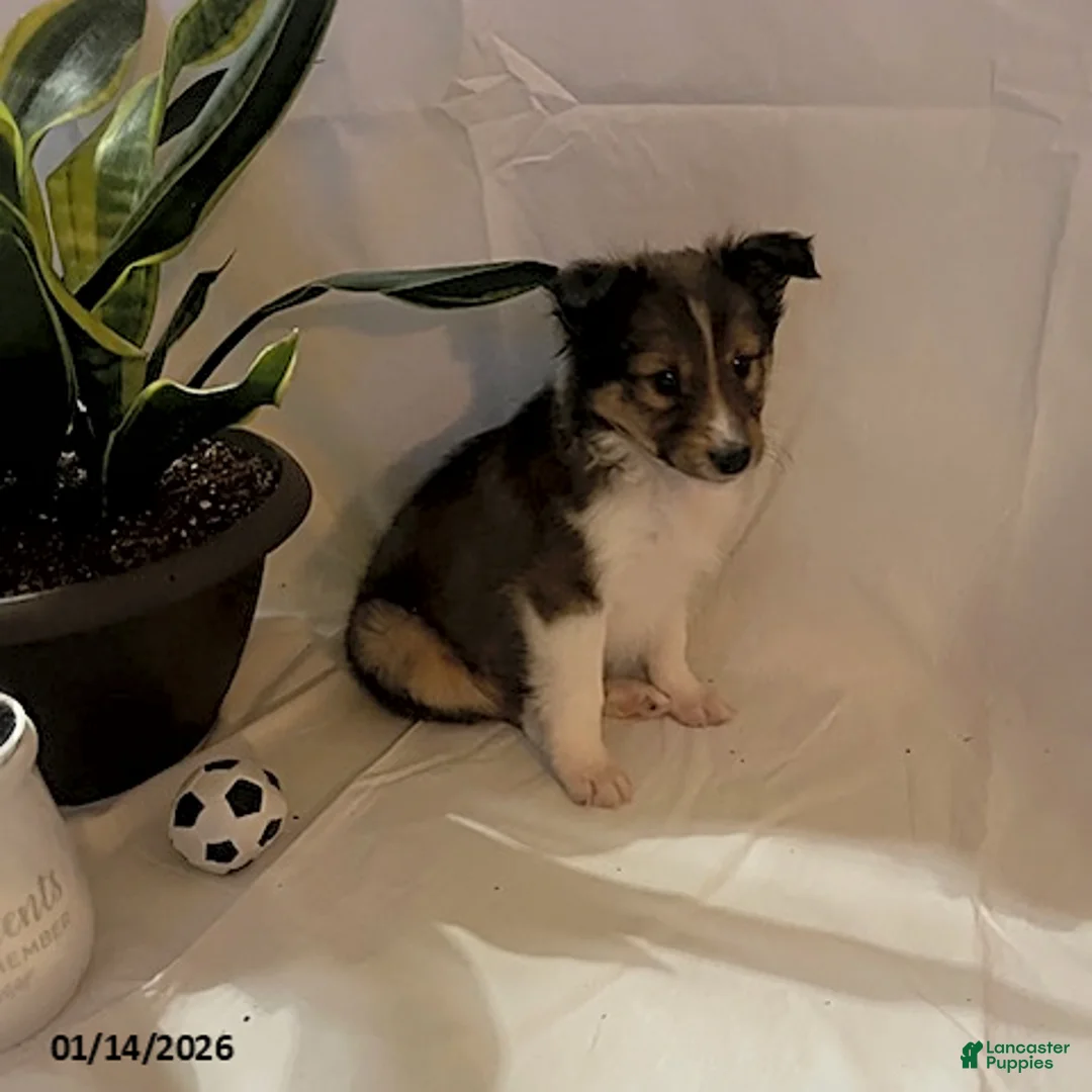 Shetland Sheepdog dogs for sale: Andrew - Ad 2