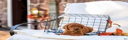 Labrador Retriever dogs for sale: Diesel - Ad 3