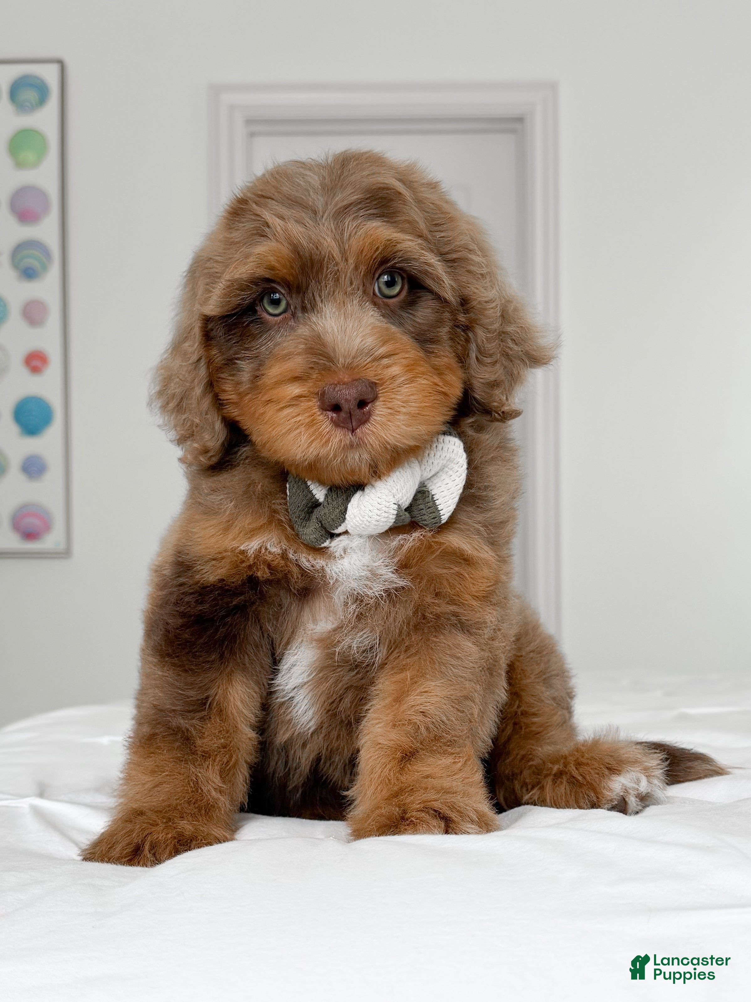 Mixed Breed dogs Neville - Ad 2