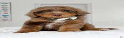 Mixed Breed dogs for sale: Neville - Ad 2