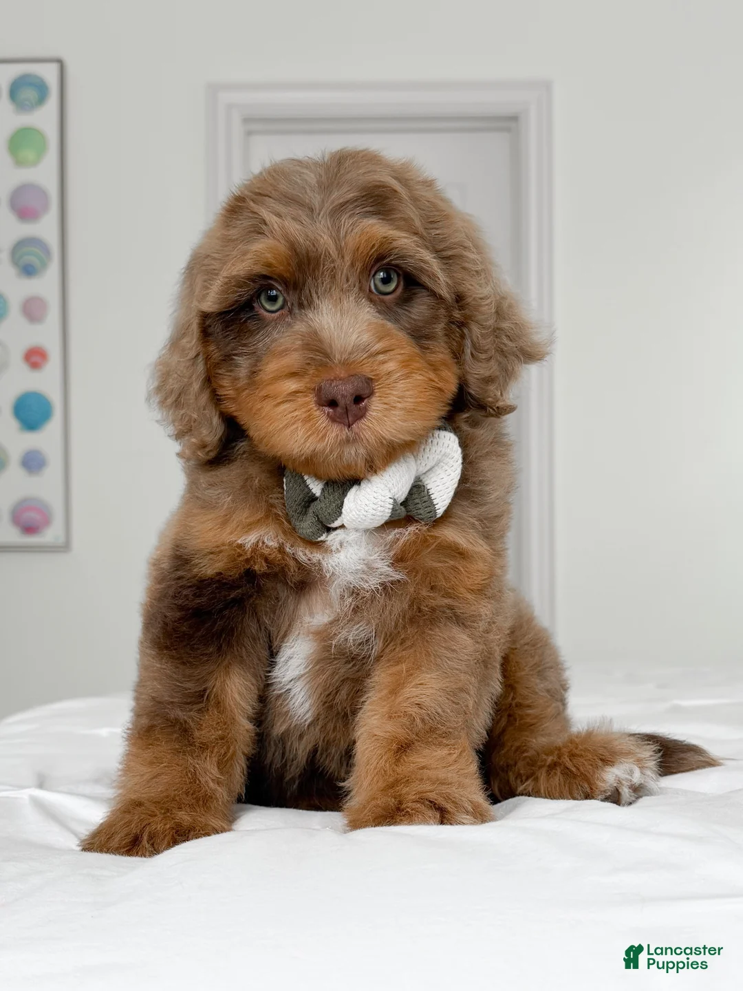 Mixed Breed dogs for sale: Neville - Ad 2