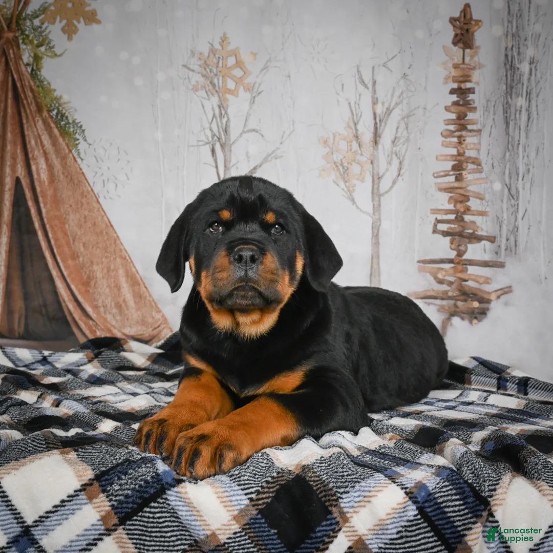 Rottweiler dogs for sale: Tara/ Mocha – Santos Ad-Dirah - Ad 19