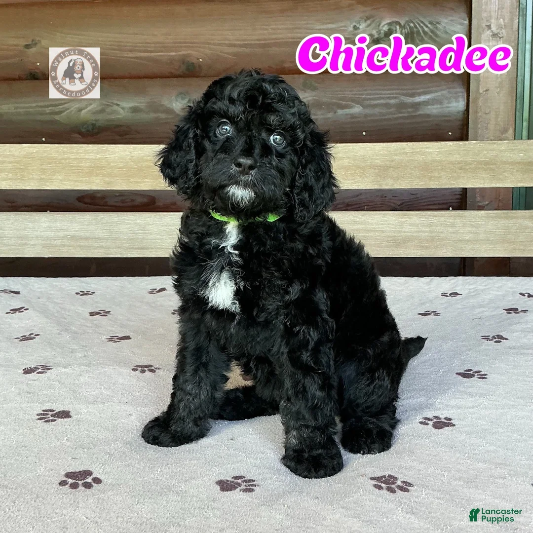 Bernedoodle dogs for sale: Chickadee - Ad 1