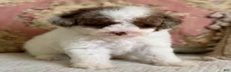 Miniature Poodle dogs for sale: Madonna - Ad 5