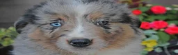 Australian Shepherd dogs for sale: Murphy - Ad 3