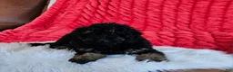 Mini Goldendoodle dogs for sale: Denver  - Ad 8