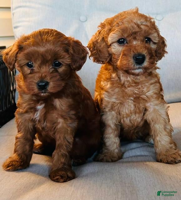 Mini Goldendoodle dogs Remi - Ad 2