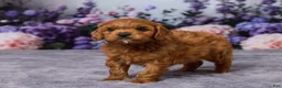 Cavapoo dogs for sale: Chance - Ad 5