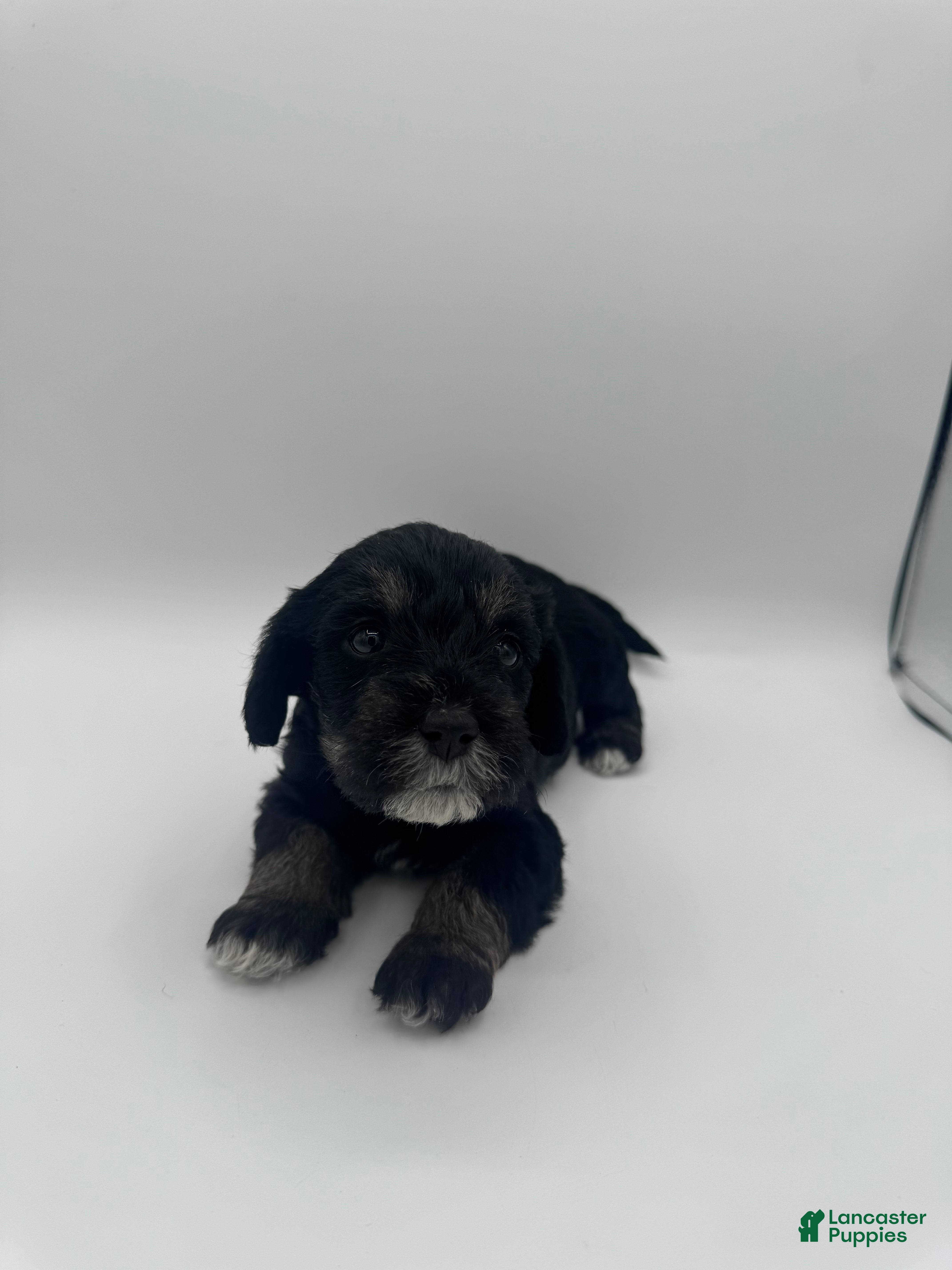Schnoodle dogs Schnoodle 4 - Ad 24