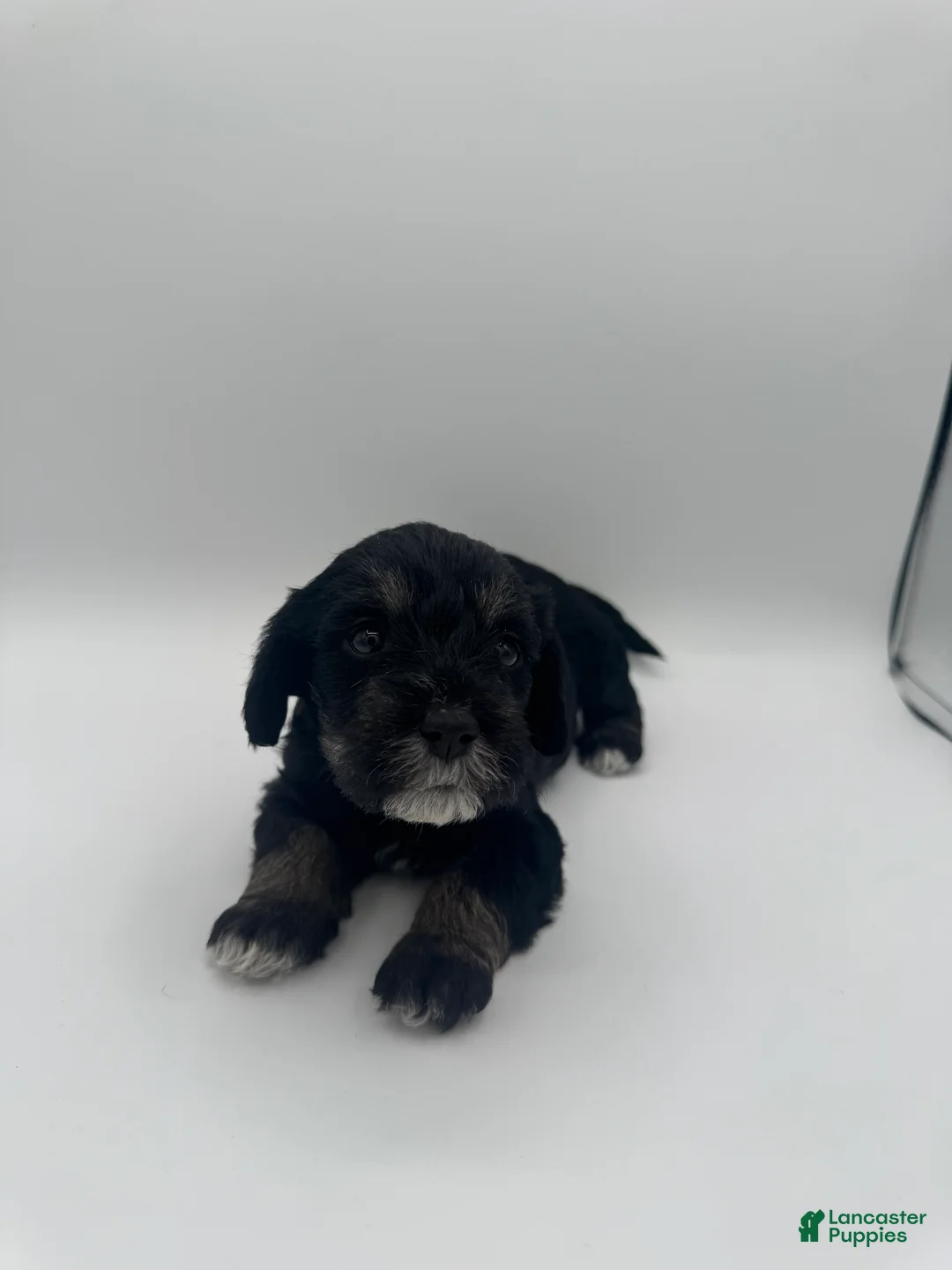 Schnoodle dogs for sale: Schnoodle 4 - Ad 1