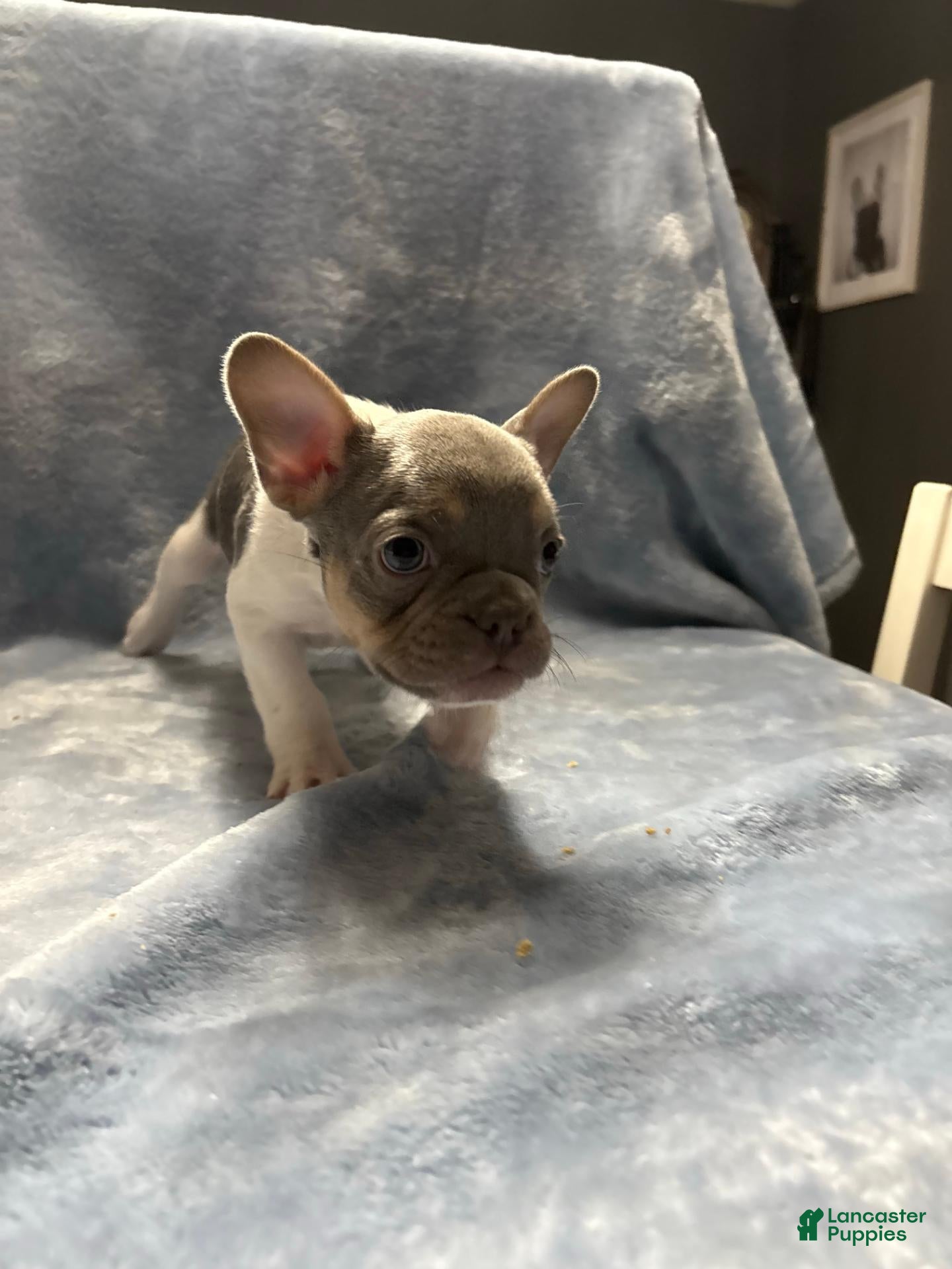 French Bulldog dogs Roonie - Ad 13
