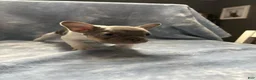 French Bulldog dogs for sale: Roonie - Ad 1