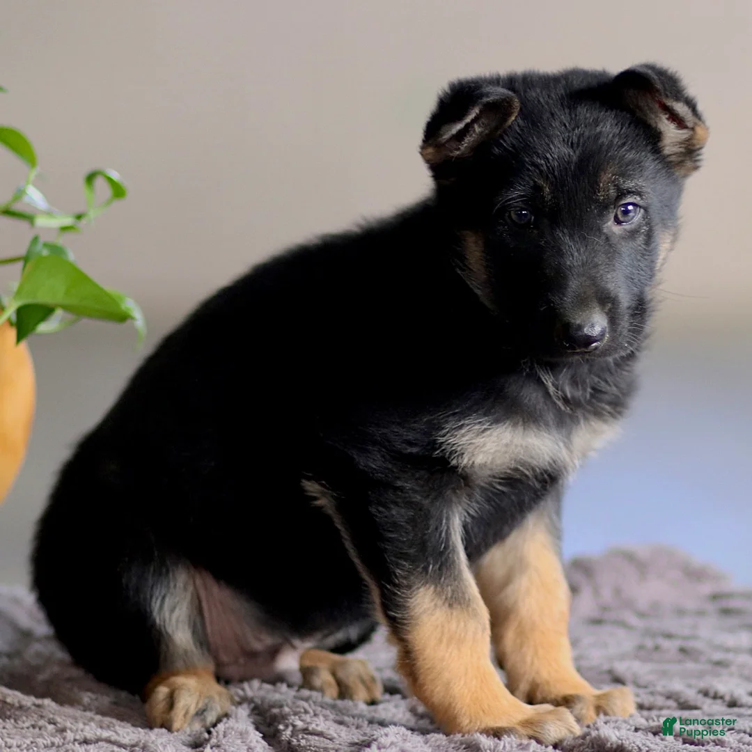 German Shepherd dogs for sale: Geoffrey  - Ad 3