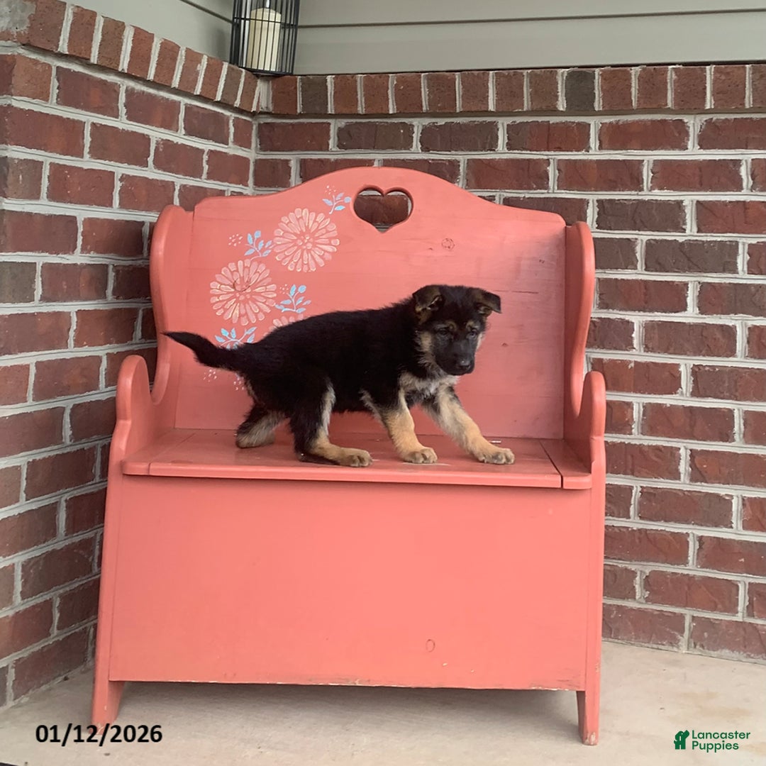 German Shepherd dogs for sale: Sonya - Ad 2