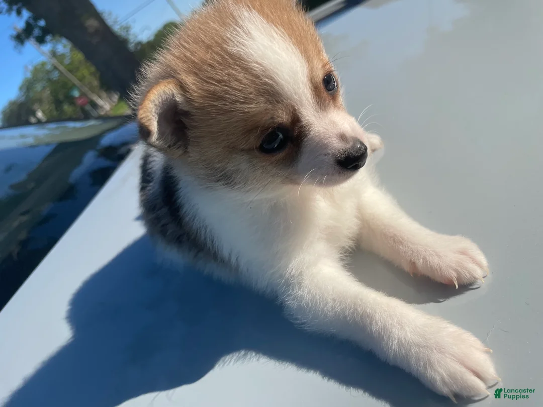 Mixed Breed dogs for sale: Mixed Breed Puppy 3 - Ad 1