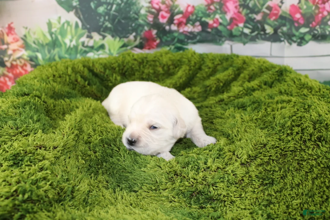 Golden Retriever dogs for sale: Yeti - Ad 2