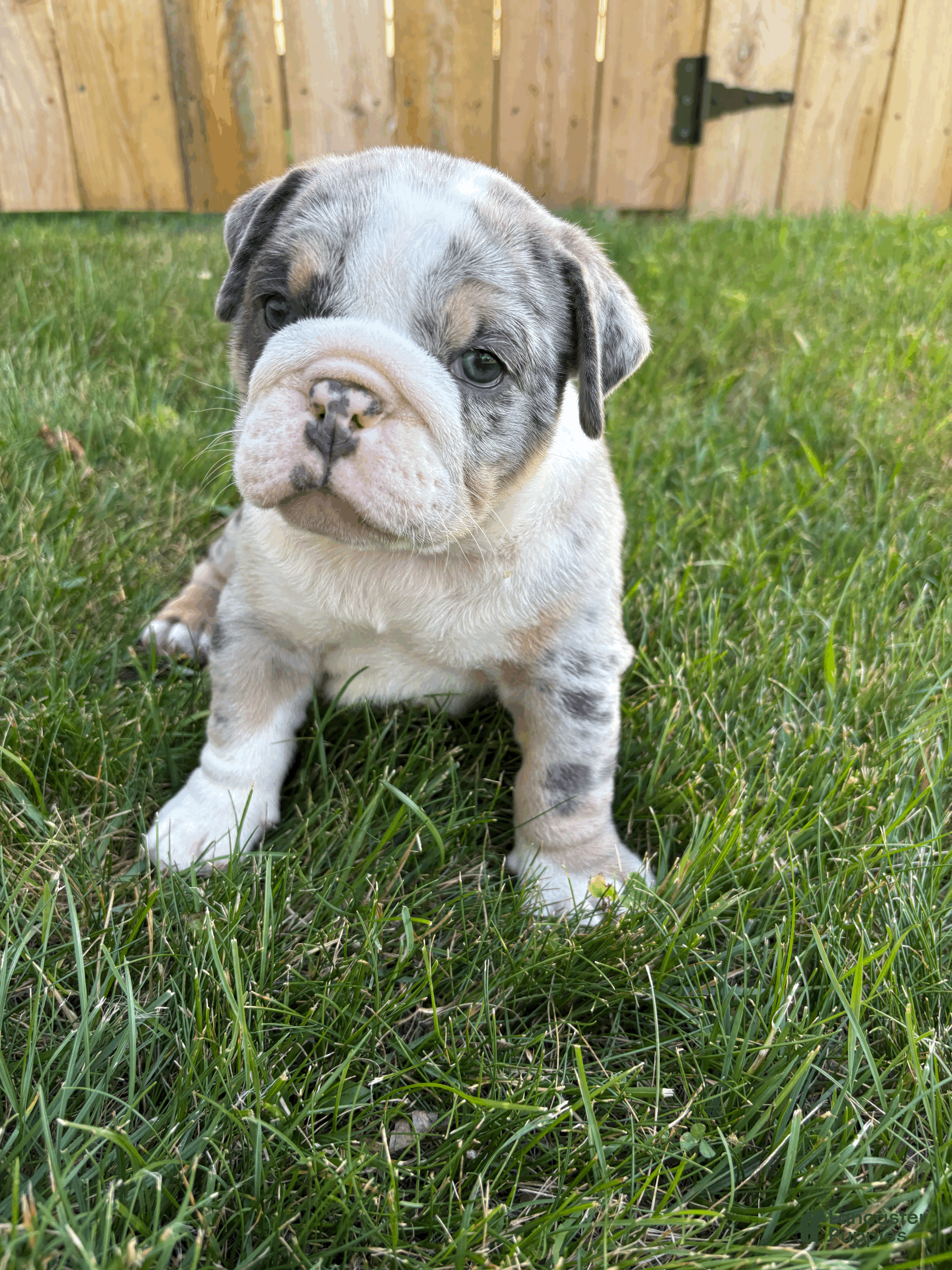 Mixed Breed dogs Max - Ad 1