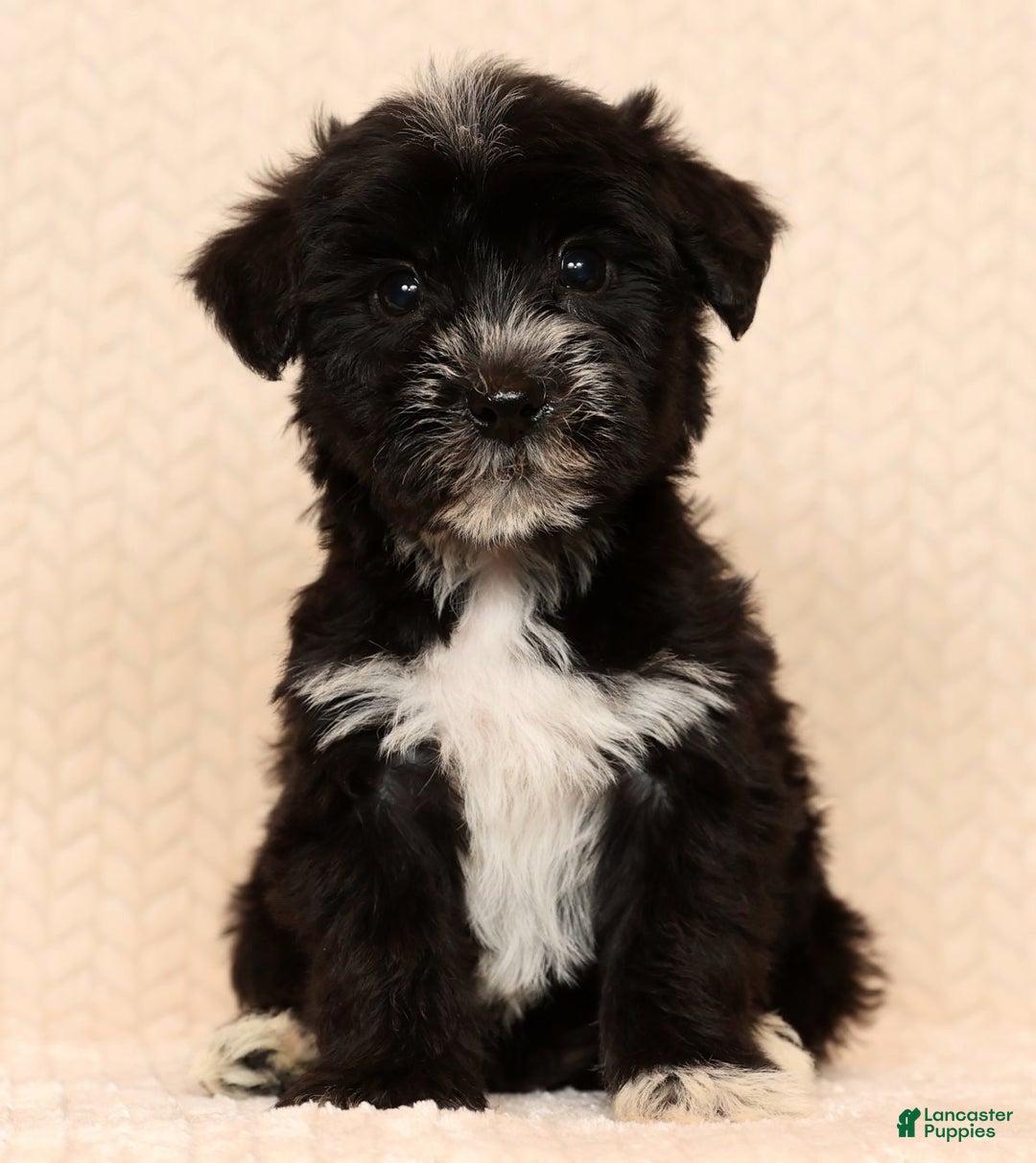 Yochon dogs for sale: Rover - Ad 7