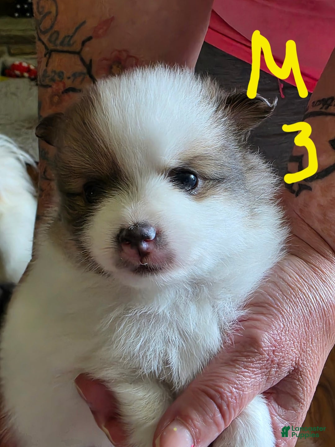Pomeranian dogs for sale: Farvel - Ad 3