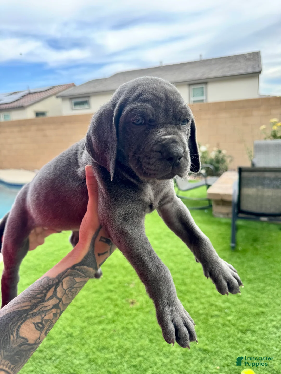 Mixed Breed dogs for sale: Mixed Breed Puppy 3 (orange)  - Ad 1