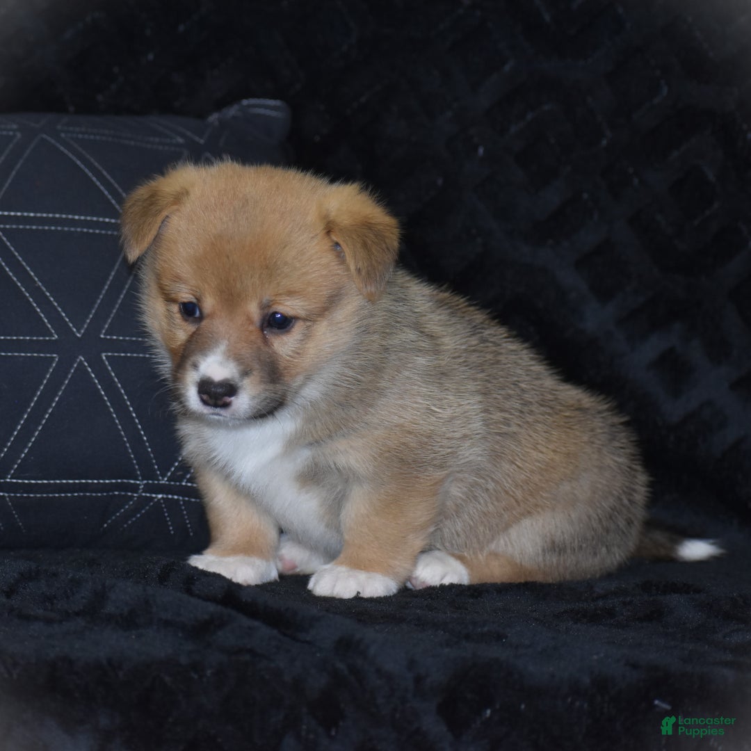 Welsh Corgi Pembroke dogs for sale: Mia - Ad 15