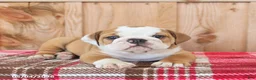 English Bulldog dogs for sale: Rocky - Ad 3
