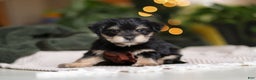 Morkie dogs for sale: Luke - Ad 2