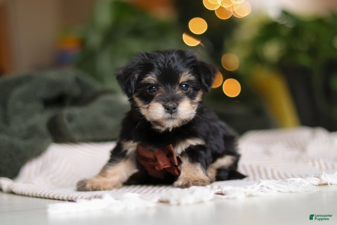 Morkie dogs for sale: Luke - Ad 2