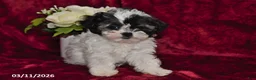 Maltipoo dogs for sale: Lily - Ad 3