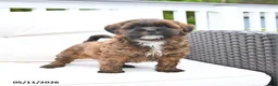 Mixed Breed dogs for sale: Pretzel - Ad 2