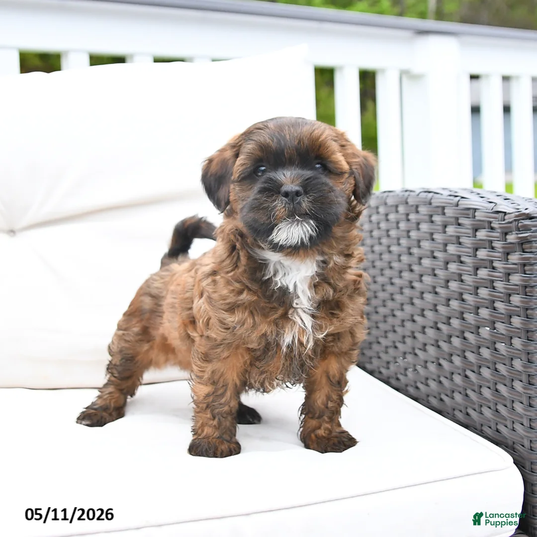 Mixed Breed dogs for sale: Pretzel - Ad 2