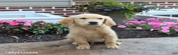 Golden Retriever dogs for sale: Nikita - Ad 3
