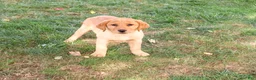 Labrador Retriever dogs for sale: Cristina - Ad 6