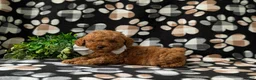 Miniature Poodle dogs for sale: Reynold AKC Registered - Ad 4