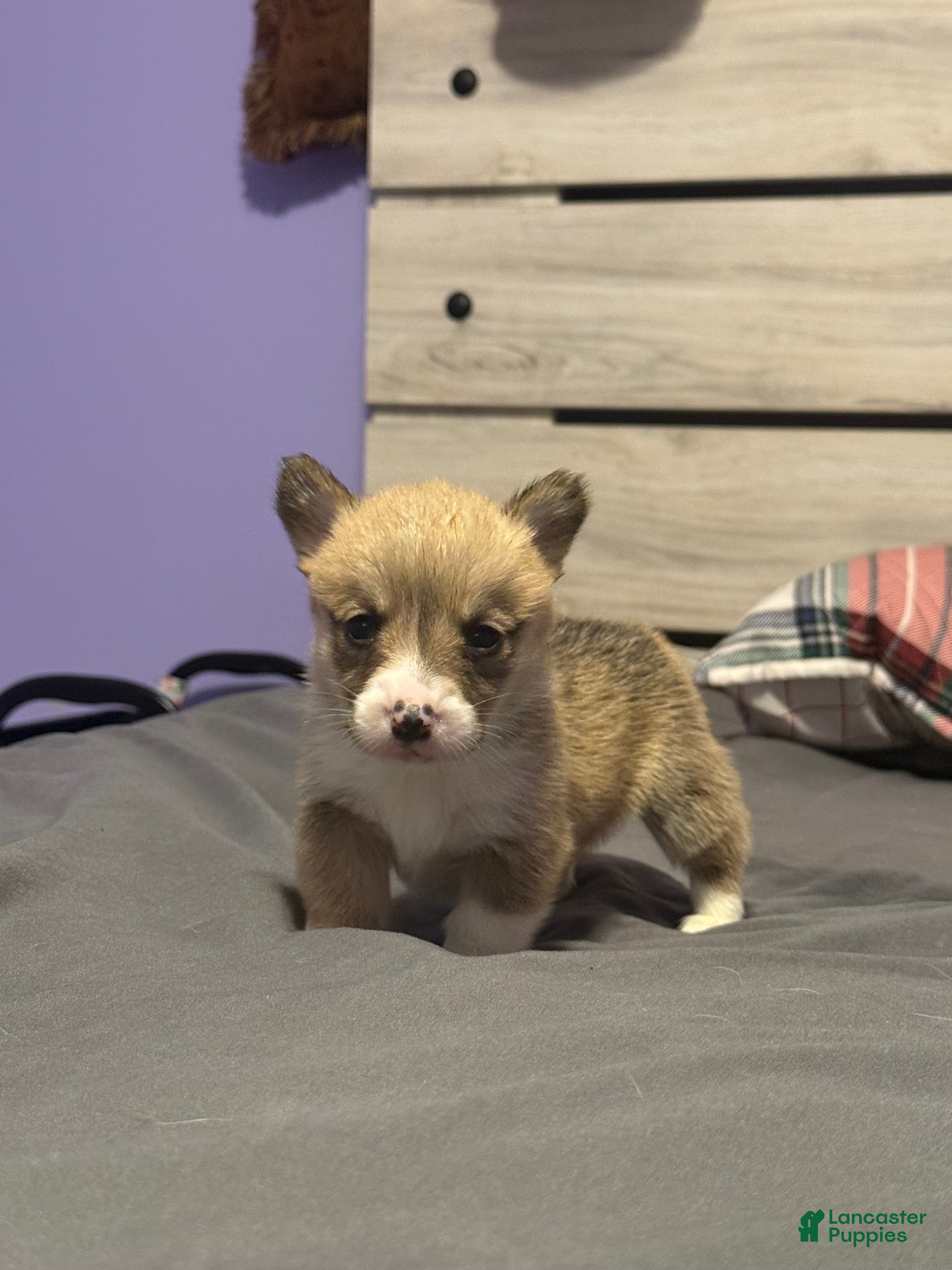 Welsh Corgi Pembroke dogs Welsh Corgi Pembroke Puppy 6 - Ad 34