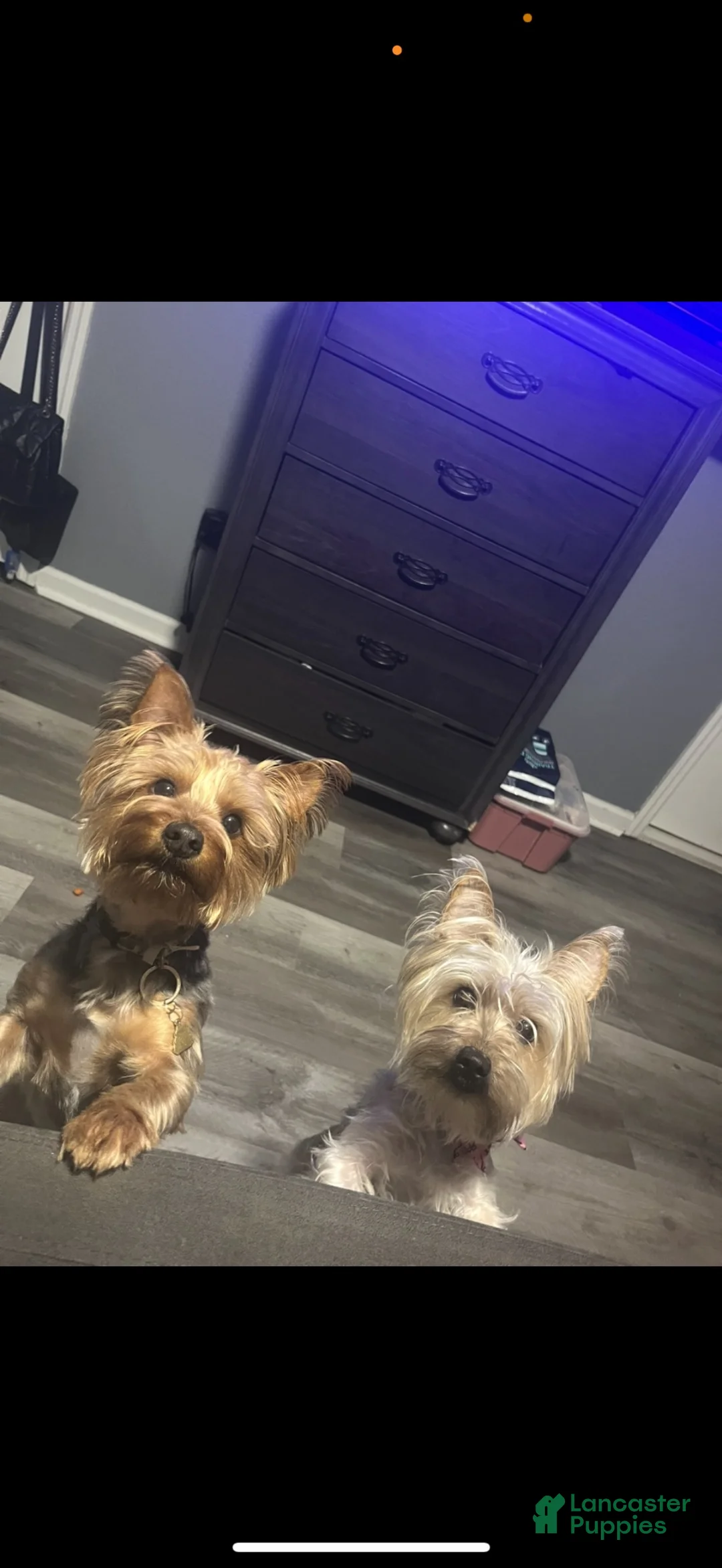 Yorkshire Terrier dogs for sale: Yorkshire Terrier 1 - Ad 3