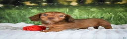 Miniature Dachshund dogs for sale: AKC Dillon - Ad 7