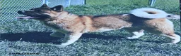 Akita dogs for sale: Rosalynn - Ad 9