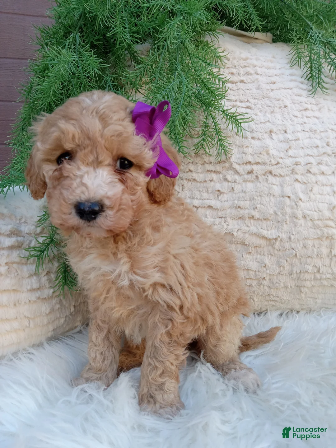 Bichpoo dogs for sale: Violet  - Ad 2