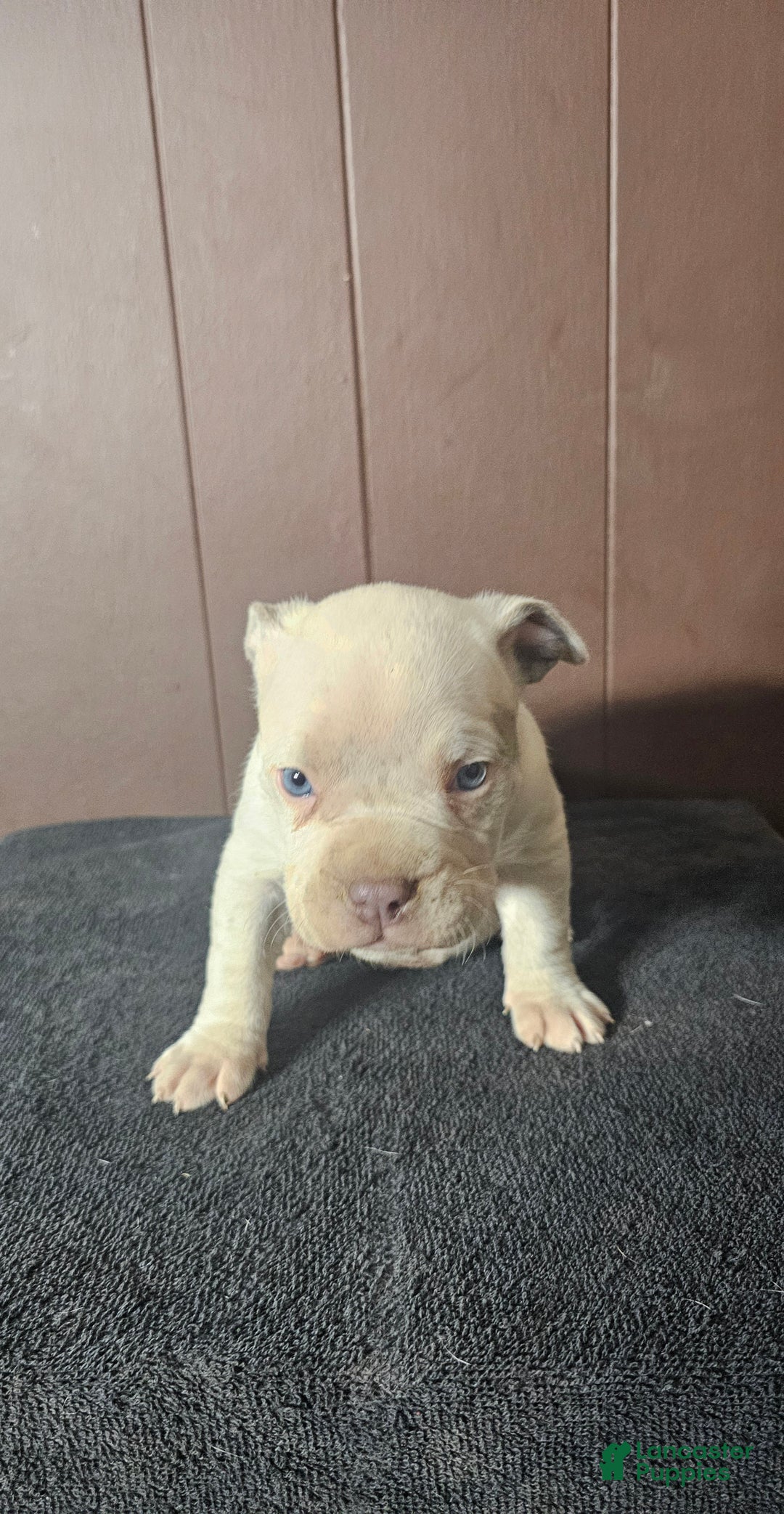 American Bully dogs for sale: Bone Crusher - Lilac Pied - Ad 3